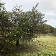 Melaleuca incana R. Br.的圖片