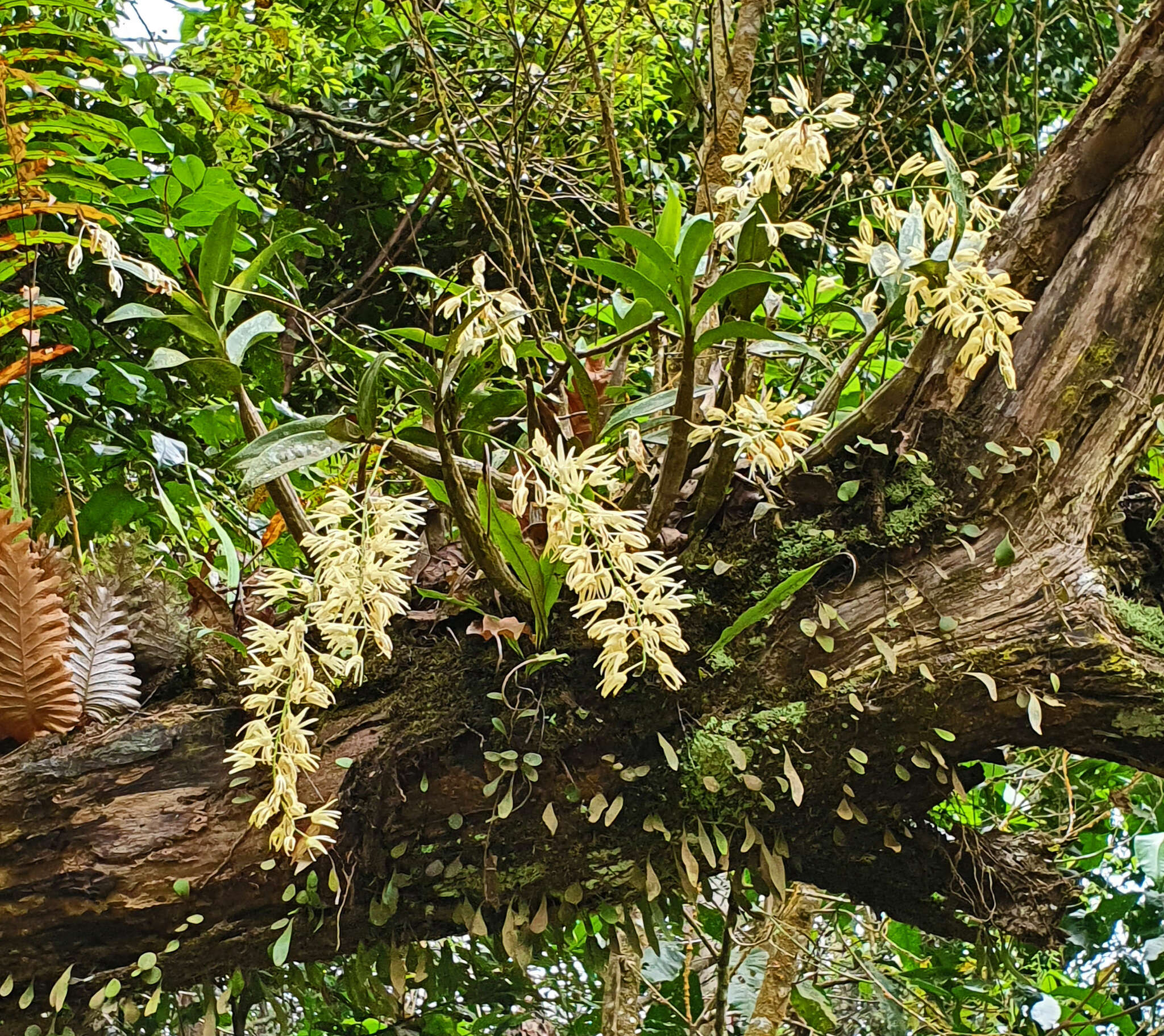 Слика од Dendrobium jonesii Rendle