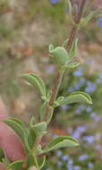 Image of Salvia muirii L. Bolus