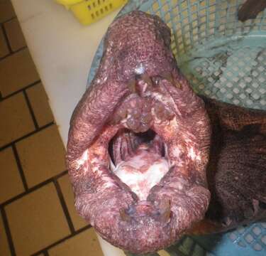 Image of Bering wolffish