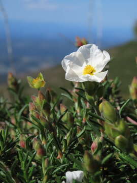 صورة Halimium umbellatum subsp. umbellatum