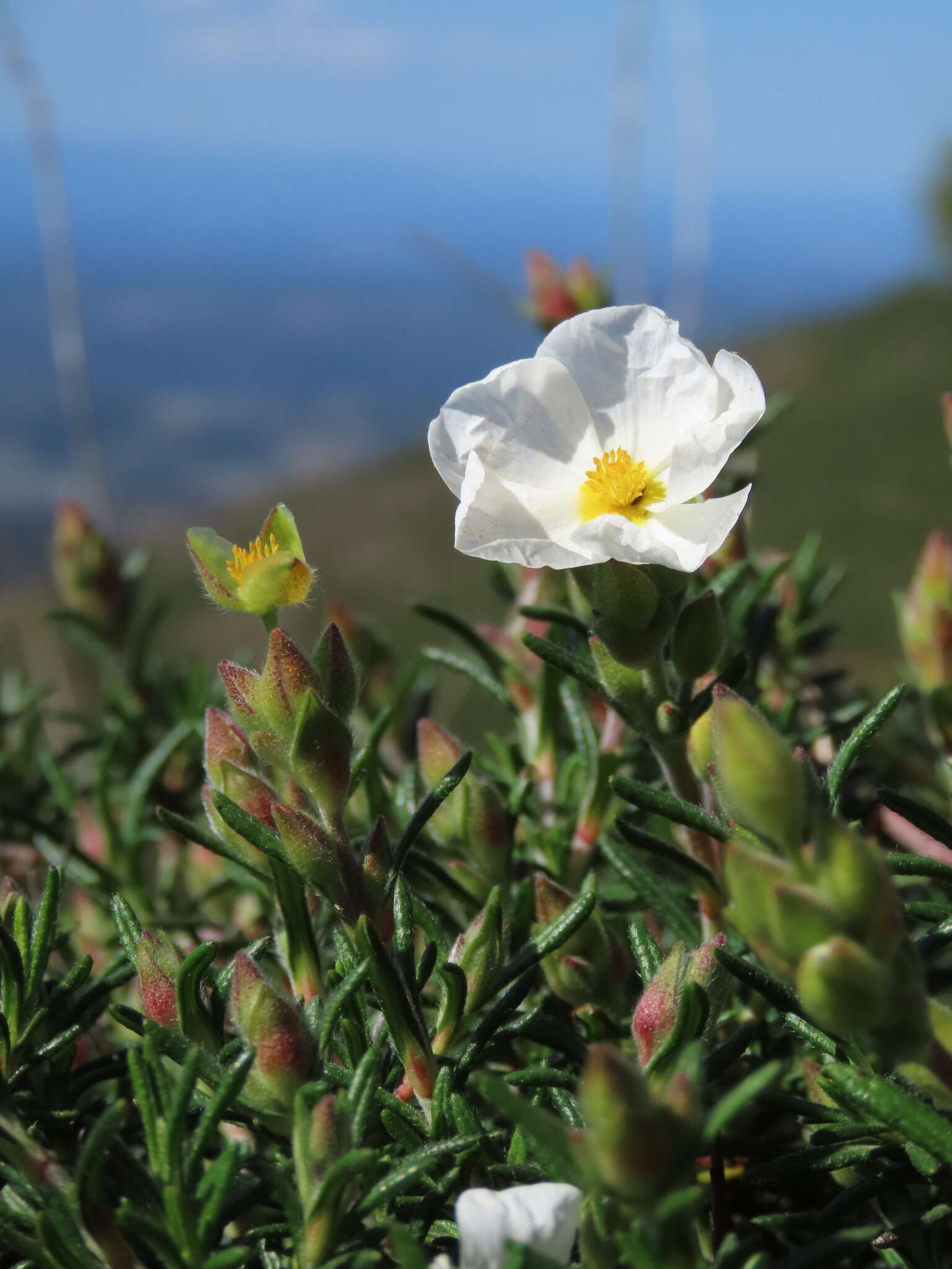 Image of Halimium umbellatum subsp. umbellatum