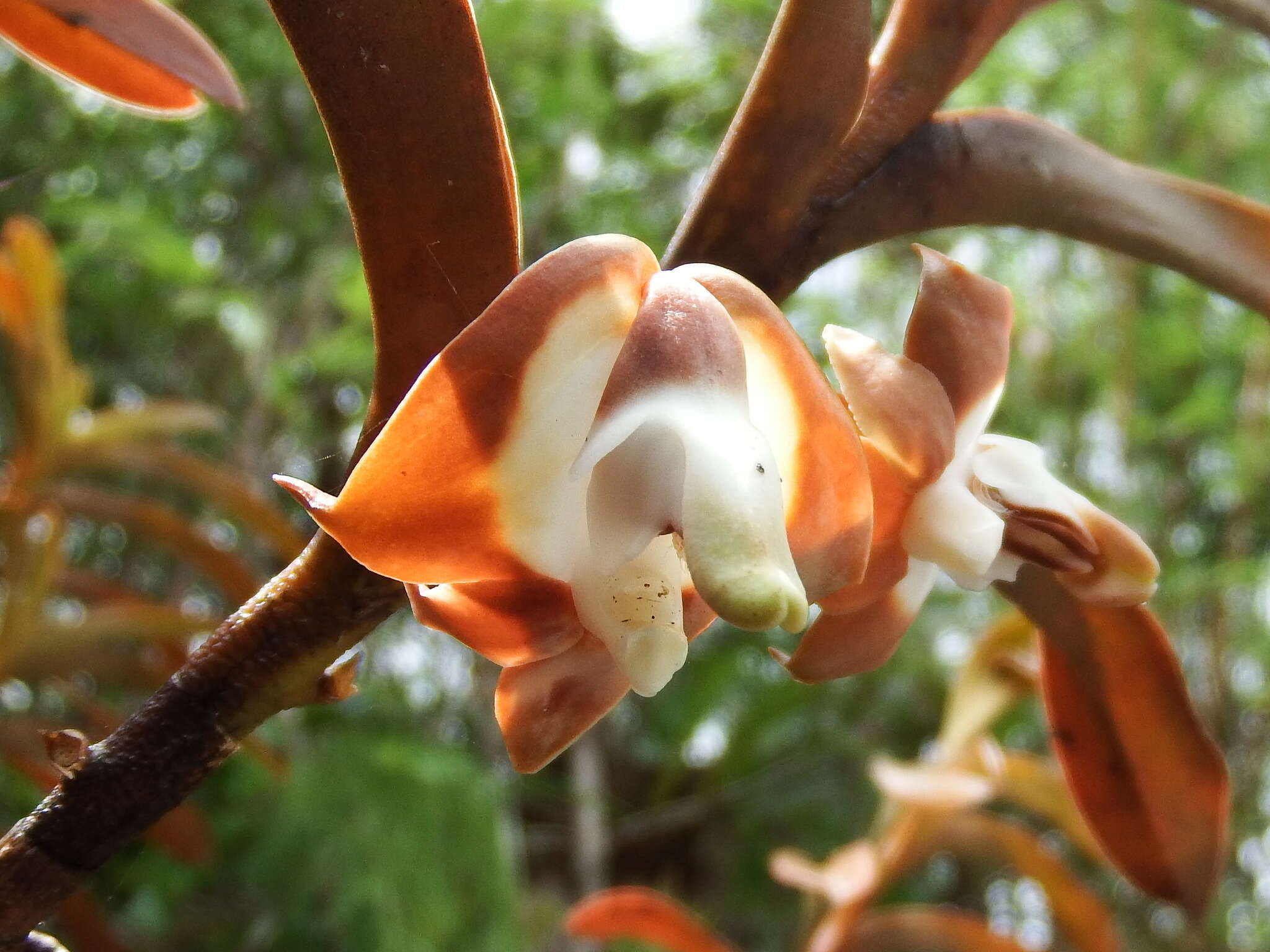 Image of Dendrobium lambii J. J. Wood