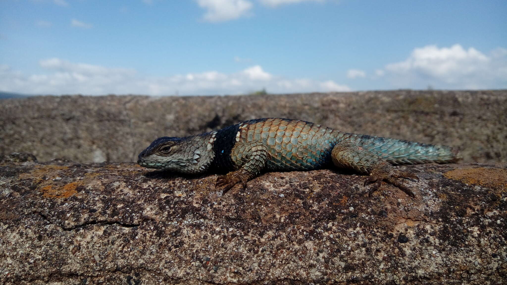 Plancia ëd Sceloporus mucronatus Cope 1885