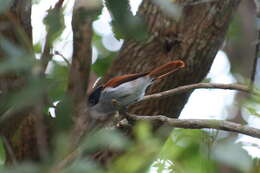 Image of Mascarene Paradise Flycatcher