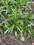 Image of longleaf sunflower