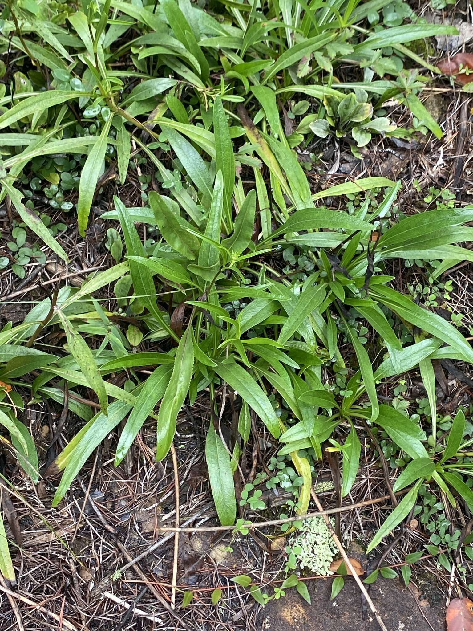 Image of longleaf sunflower