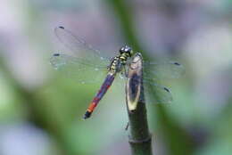 Image of Lyriothemis meyeri (Selys 1878)