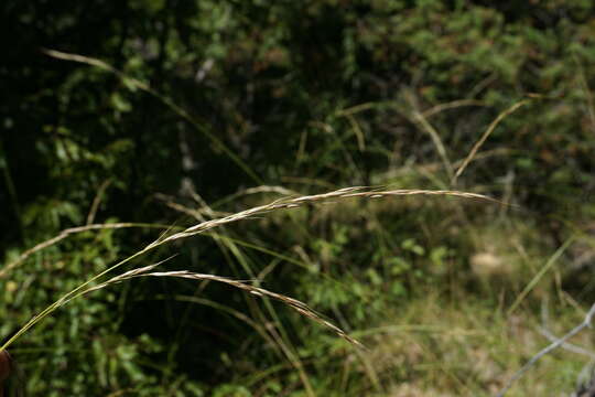 Imagem de Achnatherum bromoides (L.) P. Beauv.