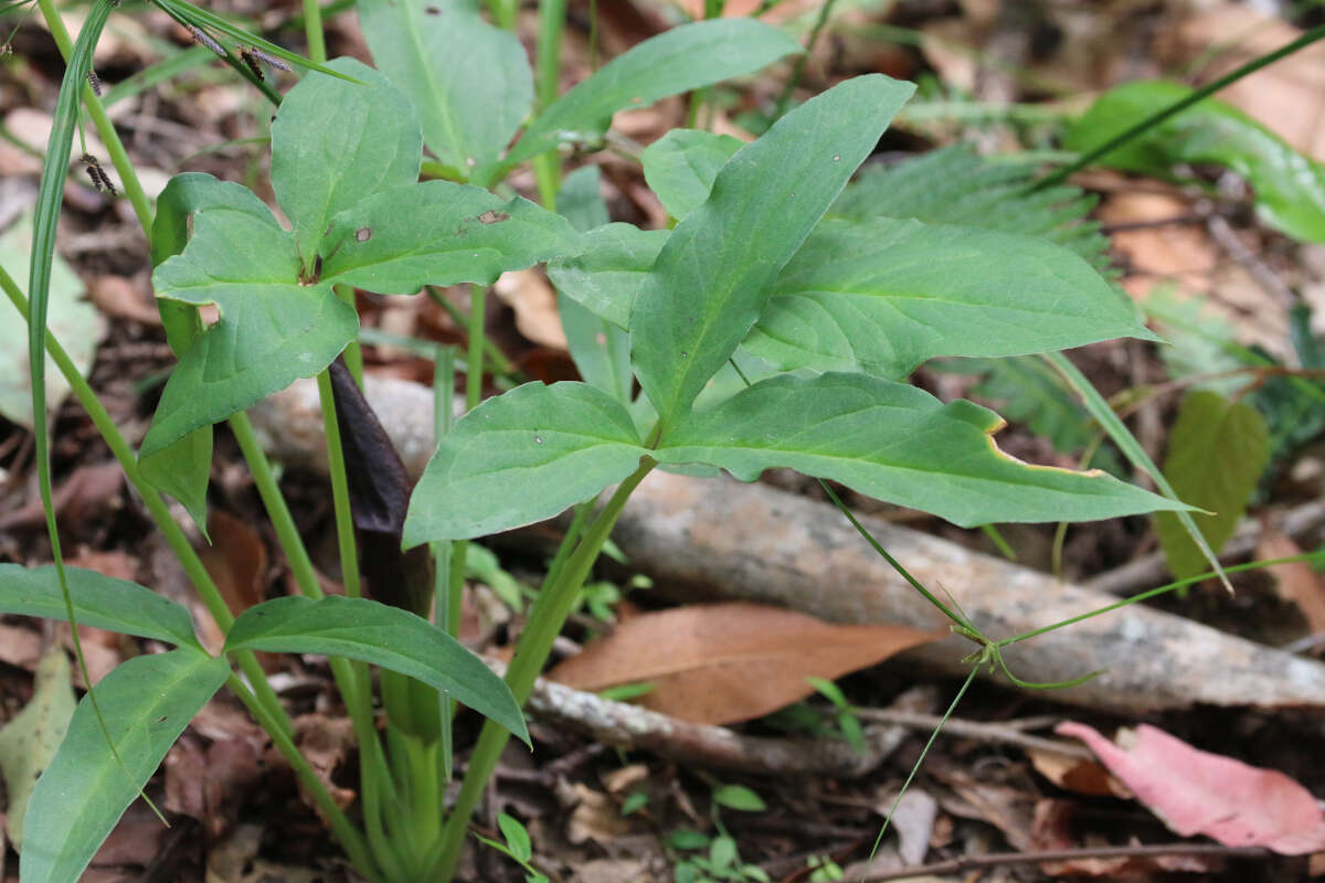 Typhonium brownii Schott的圖片