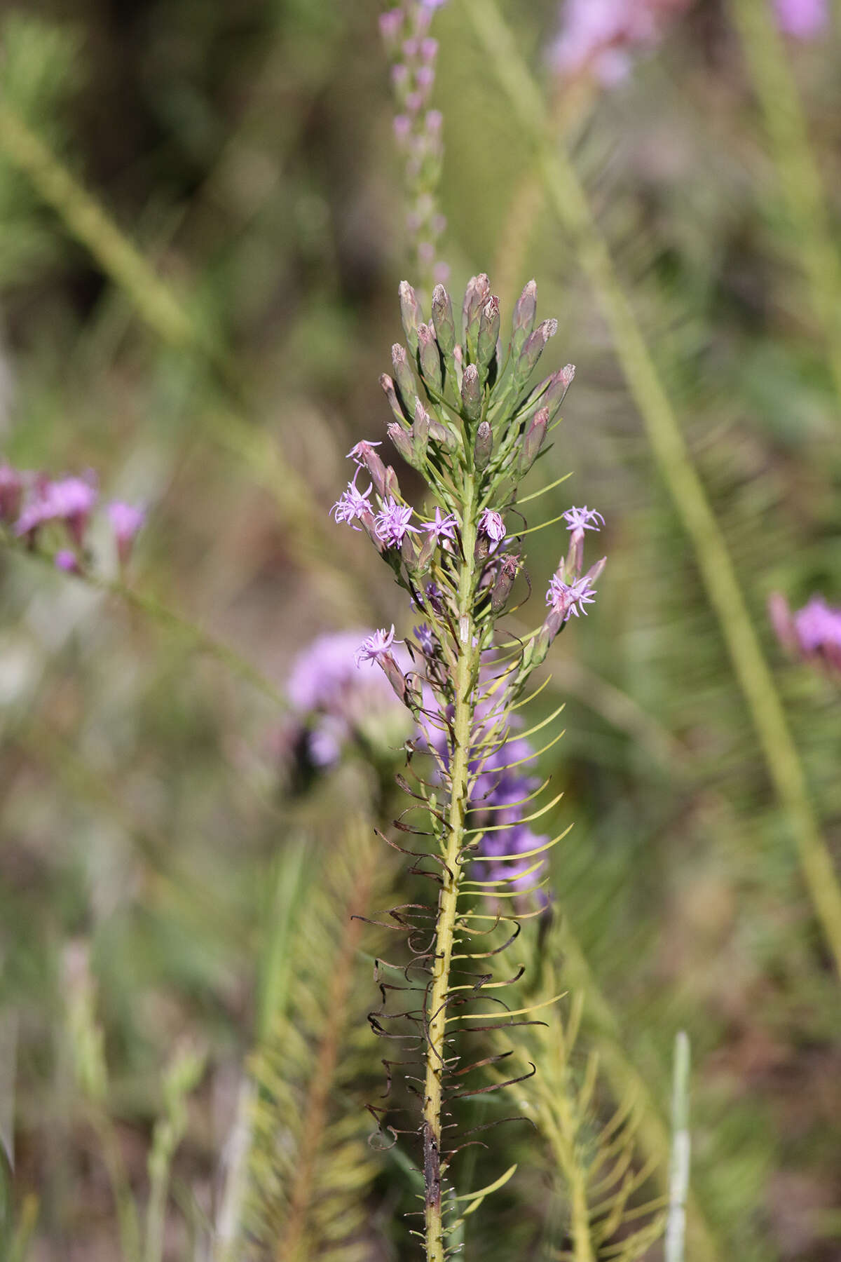 صورة <i>Liatris <i>pauciflora</i></i> var. pauciflora