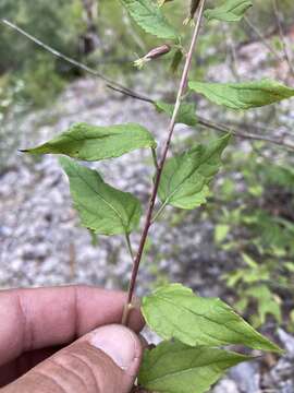 Plancia ëd Brickellia rusbyi A. Gray