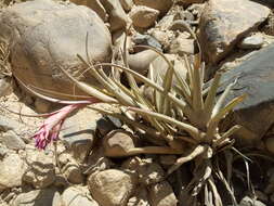 Image of Tillandsia sphaerocephala Baker