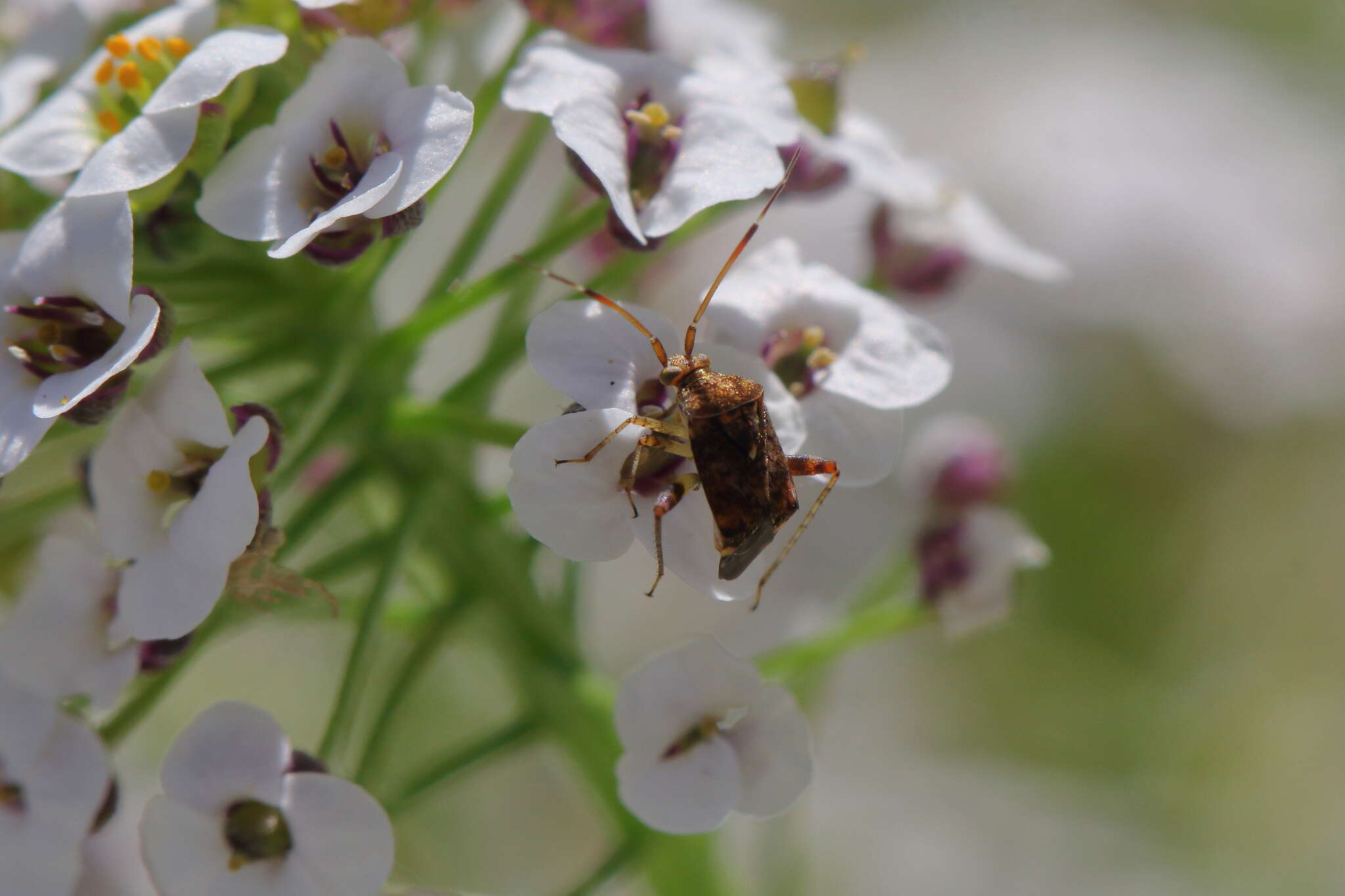 Image of Australian Crop Mirid