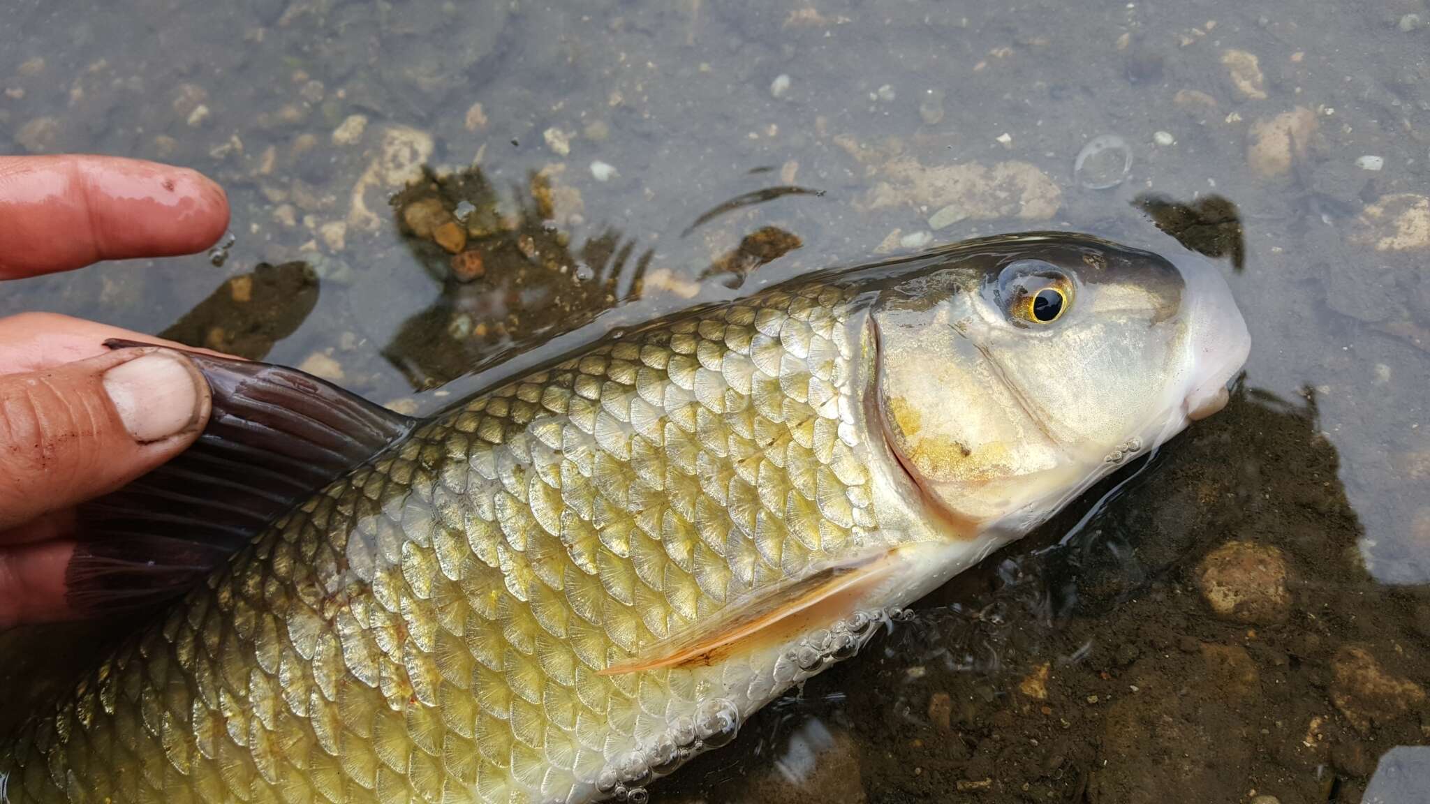 Image of Golden Redhorse