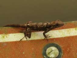 Image of Puerto Rican Crested Anole