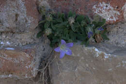 Image of Campanula mollis L.