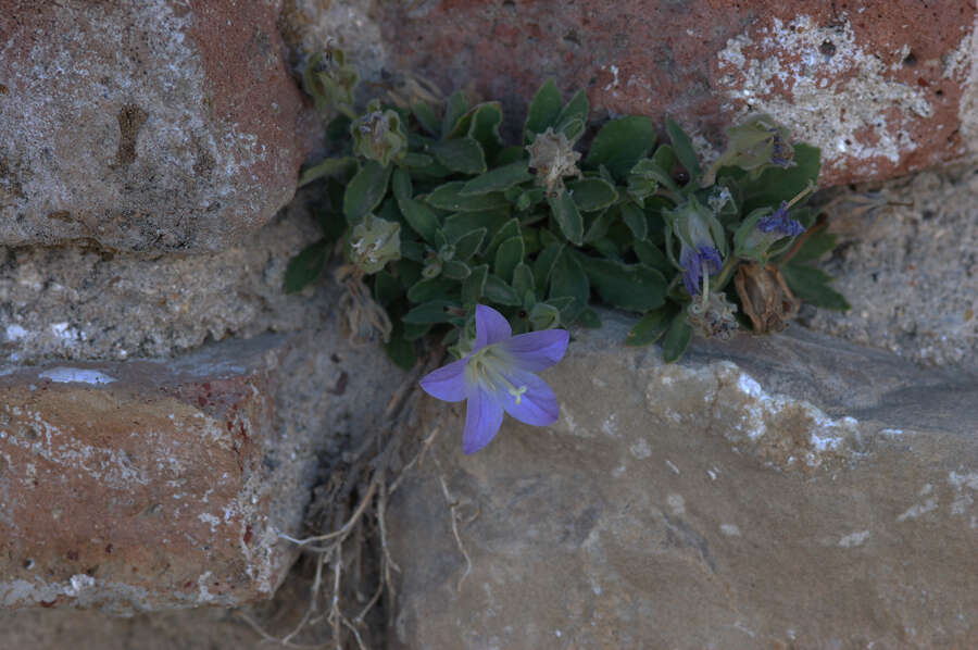 Image of Campanula mollis L.