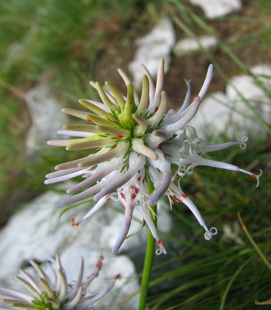 Image of Phyteuma scheuchzeri subsp. columnae (E. Thomas) Bech.