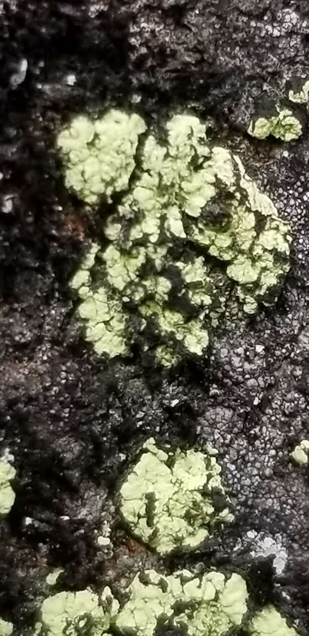Image of alpine arthrorhaphis lichen