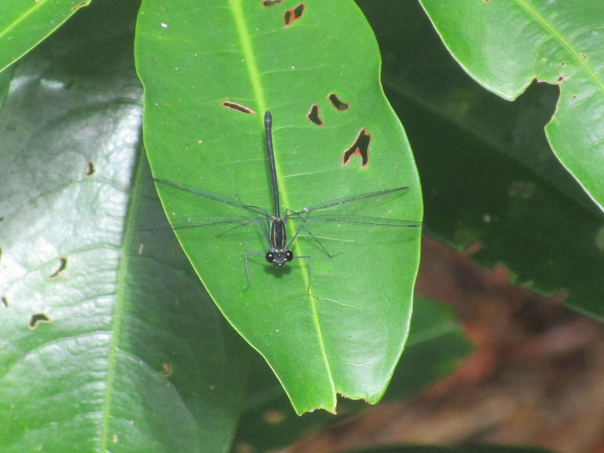 Image of Allopodagrion contortum (Hagen ex Selys 1862)