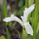 Image of Iris ruthenica subsp. ruthenica