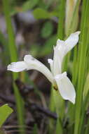 Plancia ëd Iris ruthenica subsp. ruthenica