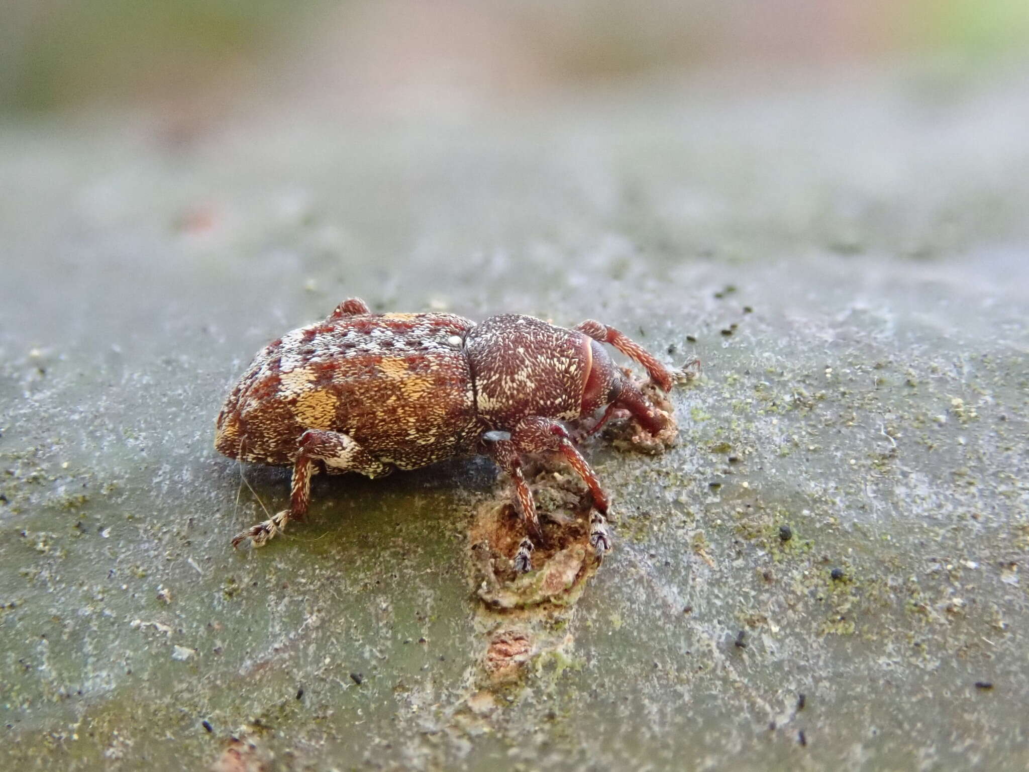 Image of Sitka spruce weevil