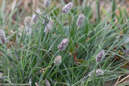 Image of Alpine Foxtail