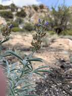 Image of Dedecker lupine