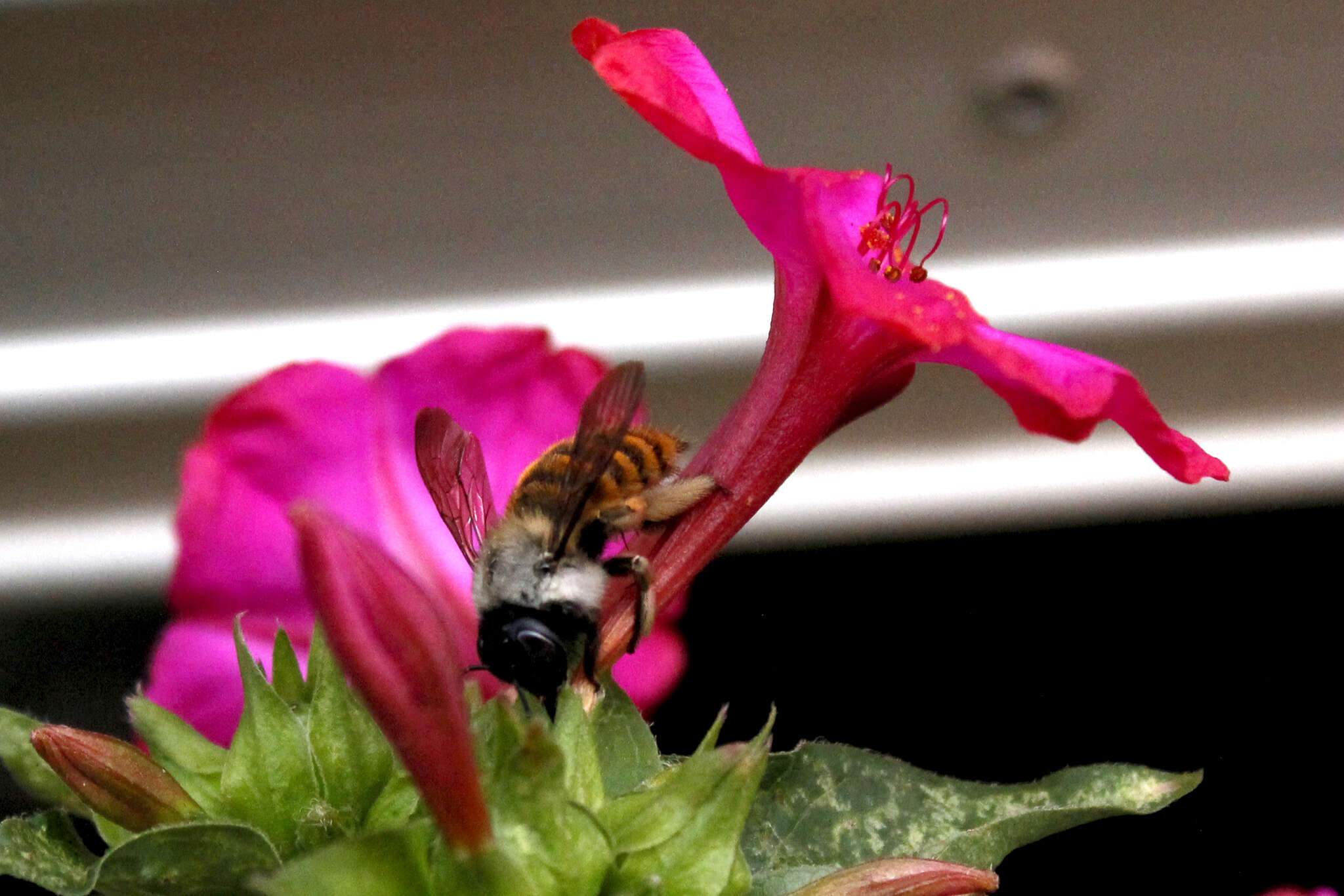 Image of Xylocopa tabaniformis azteca Cresson 1878