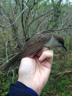 Image of Black-billed Cuckoo