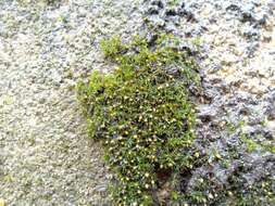 Image of orthotrichum moss