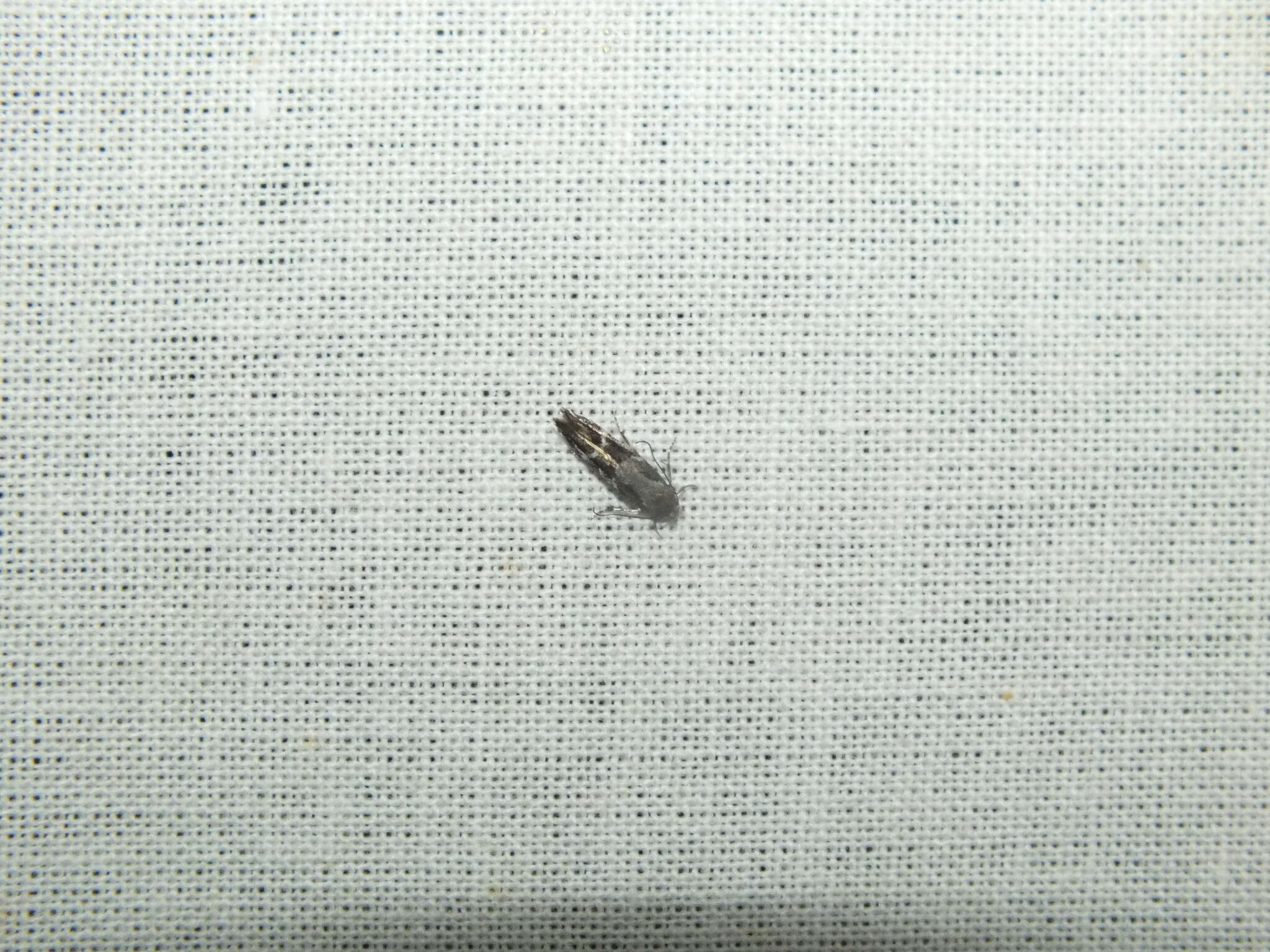 Image of Mompha sturnipenella