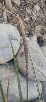 Image of Carex phleoides Cav.