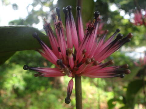 Image of Tapinanthus bangwensis (Engl. & Krause) Danser