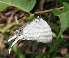 Image of Neomyrina hiemalis (Godman & Salvin 1878)