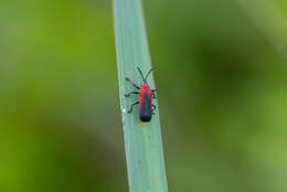 Plancia ëd Chalepus sanguinicollis (Linnaeus 1771)