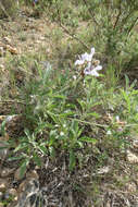 Imagem de Salvia officinalis subsp. lavandulifolia (Vahl) Gams