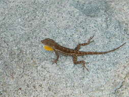 Image of Anguilla Bank Anole