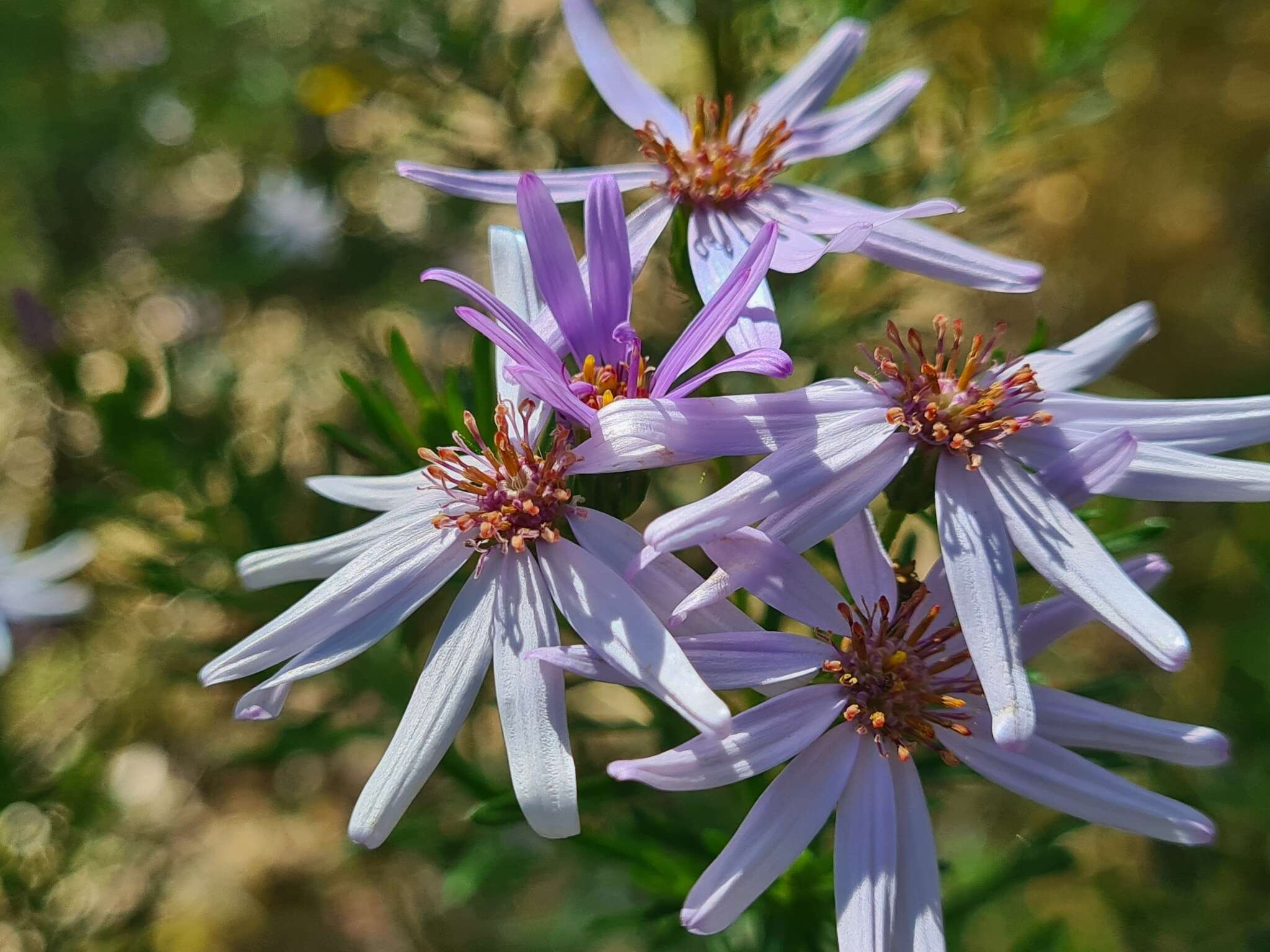 Olearia tenuifolia (DC.) Benth. resmi