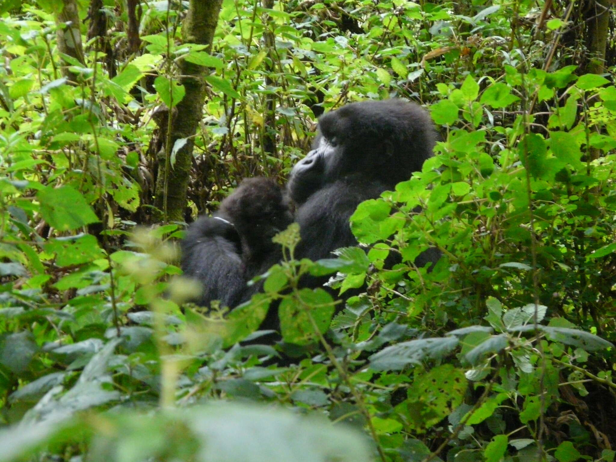 Image of Mountain Gorilla