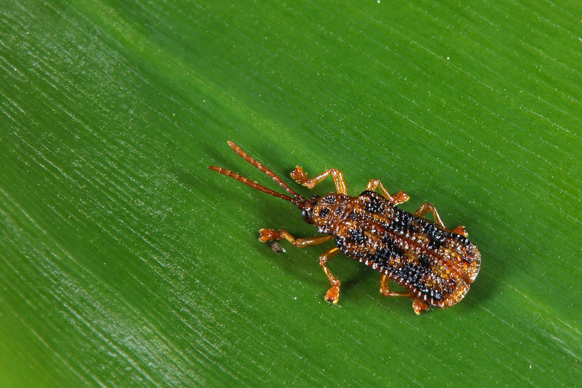 Image of Gonophora pulchella Gestro 1888