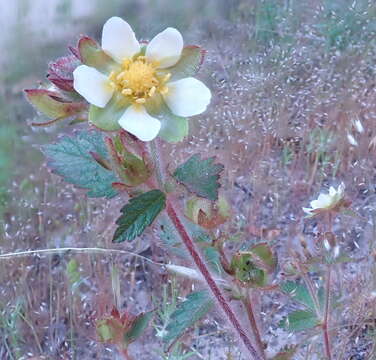 Слика од Drymocallis glandulosa subsp. glandulosa