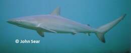 Image of Dusky Shark