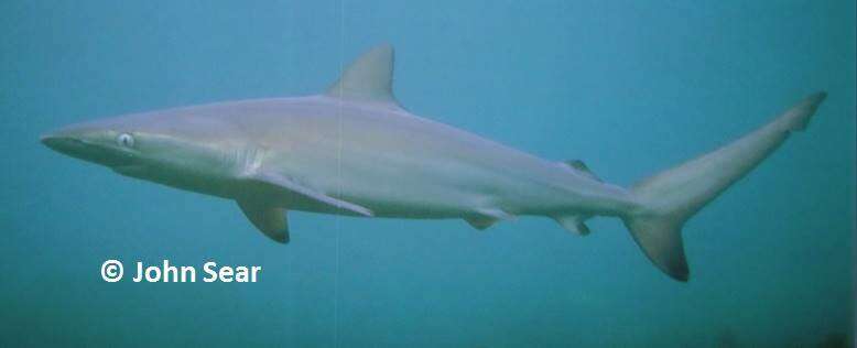 Image of Dusky Shark