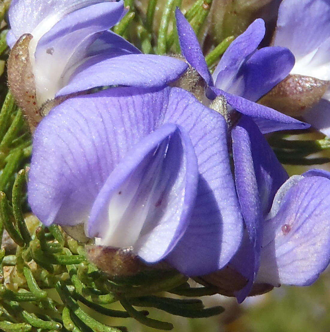 Image of Psoralea speciosa Eckl. & Zeyh.