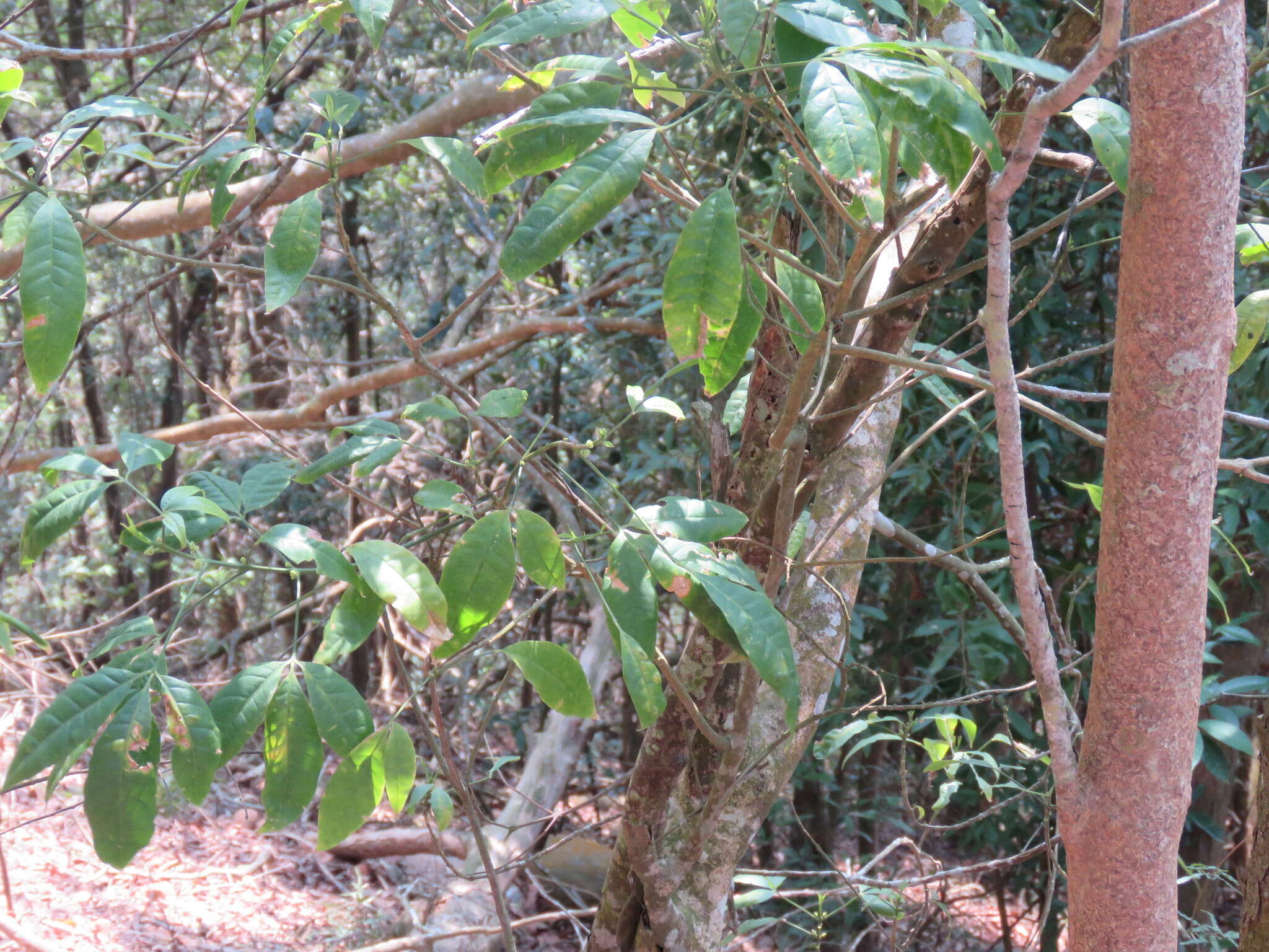 Image of Melicope pteleifolia (Champ. ex Benth.) T. G. Hartley