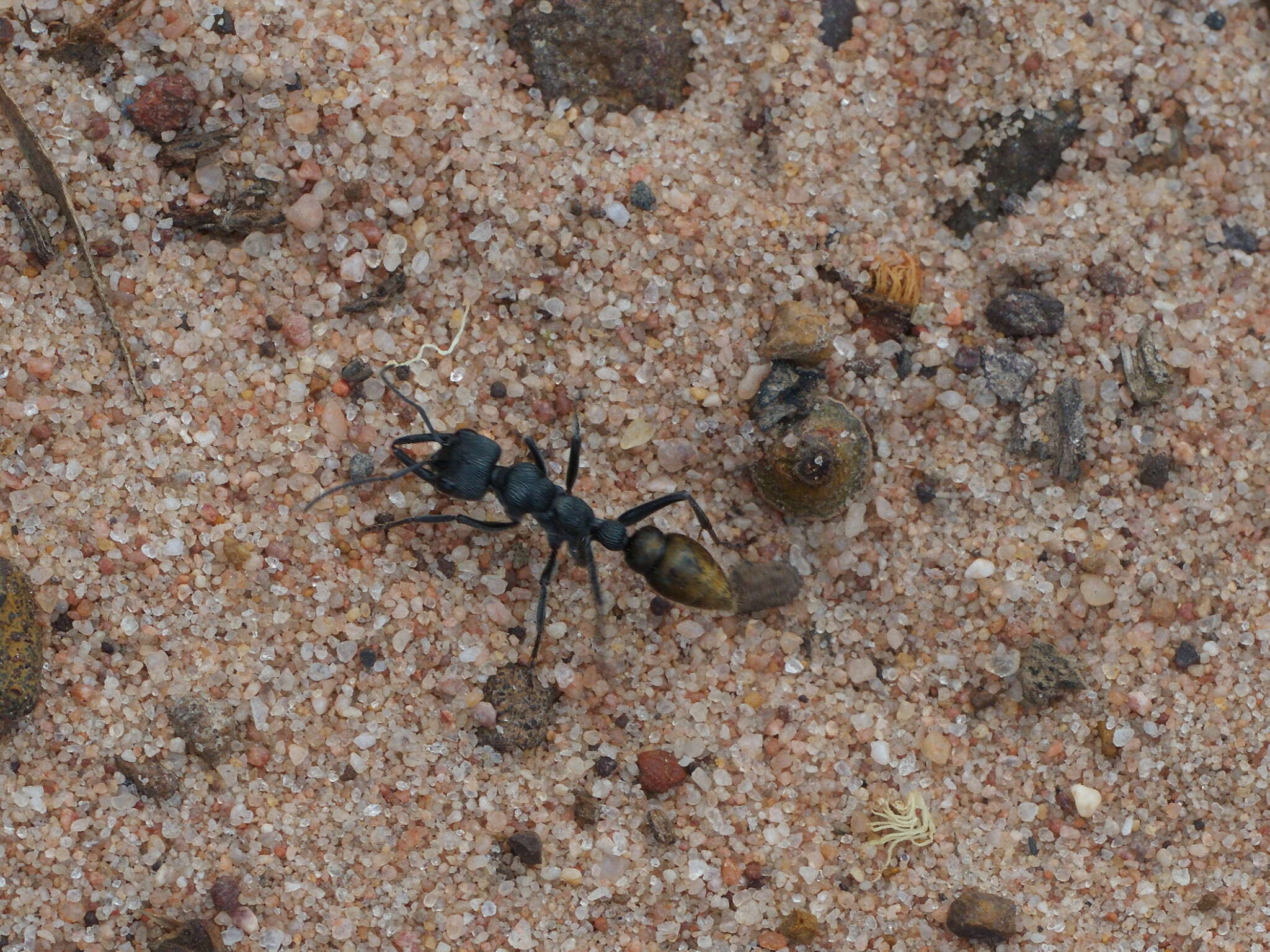 Image of Myrmecia piliventris Smith 1858