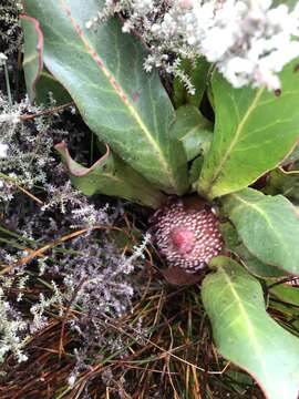 Image of Protea caespitosa Andr.